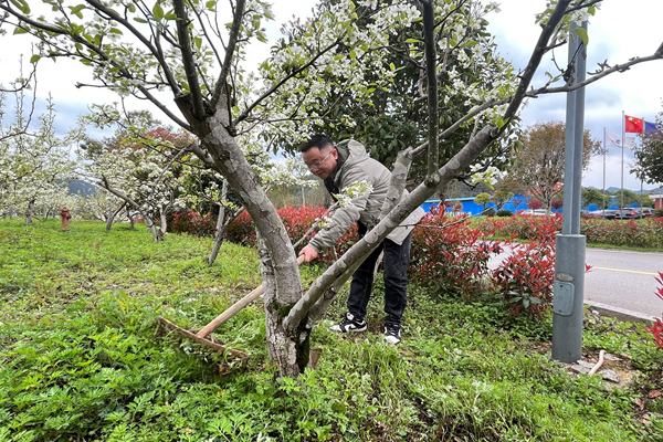 图：梨园除草.png